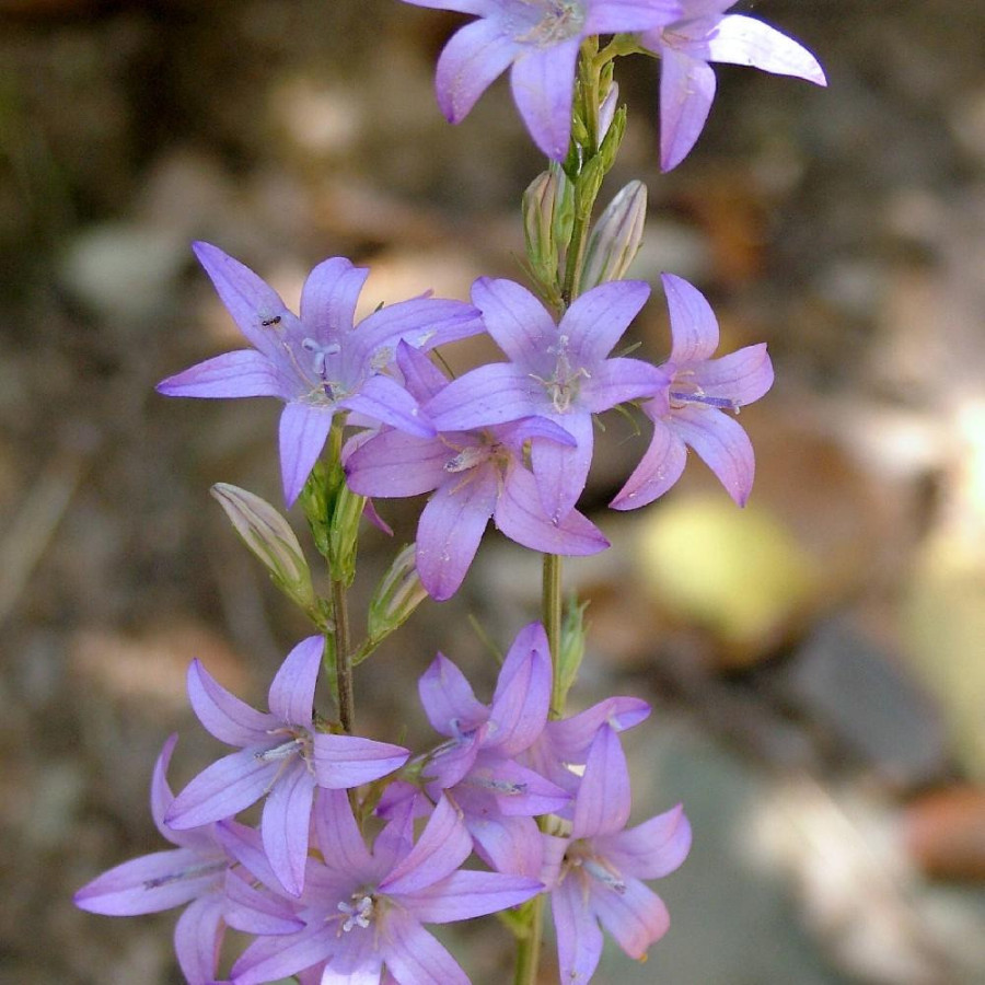 CAMPANULA rapunculus