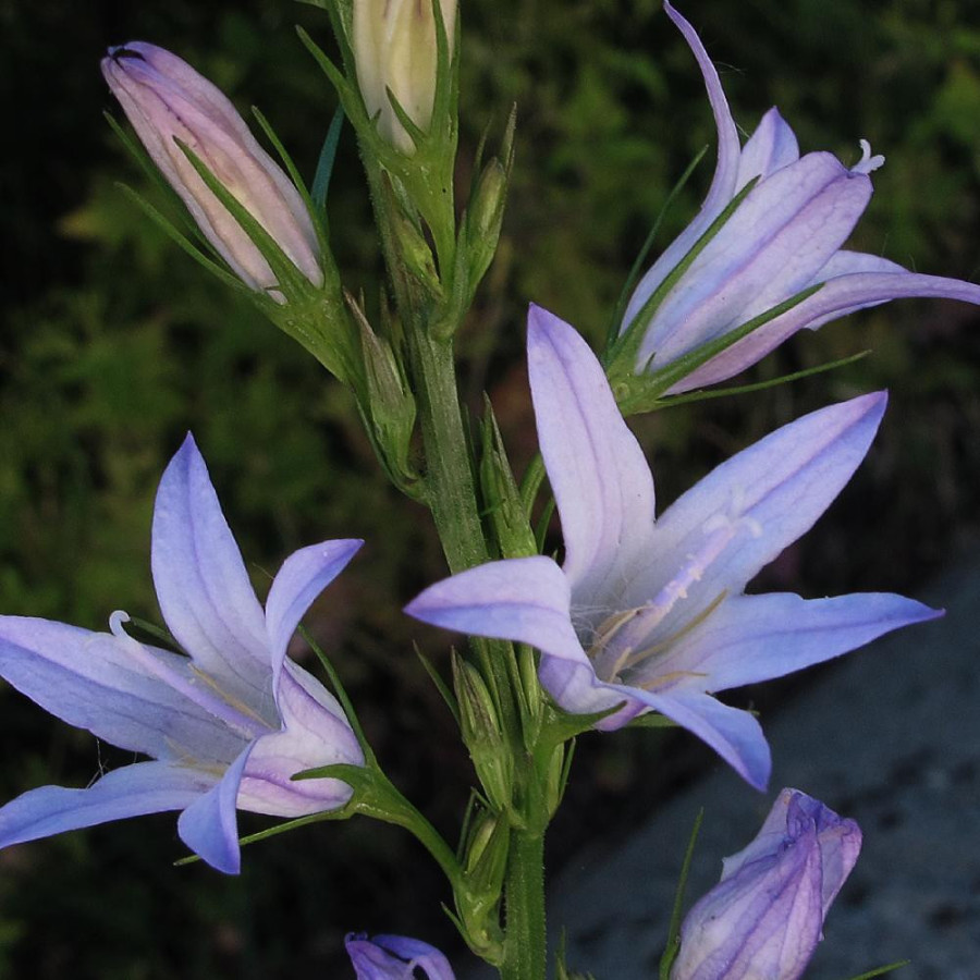 CAMPANULA rapunculus