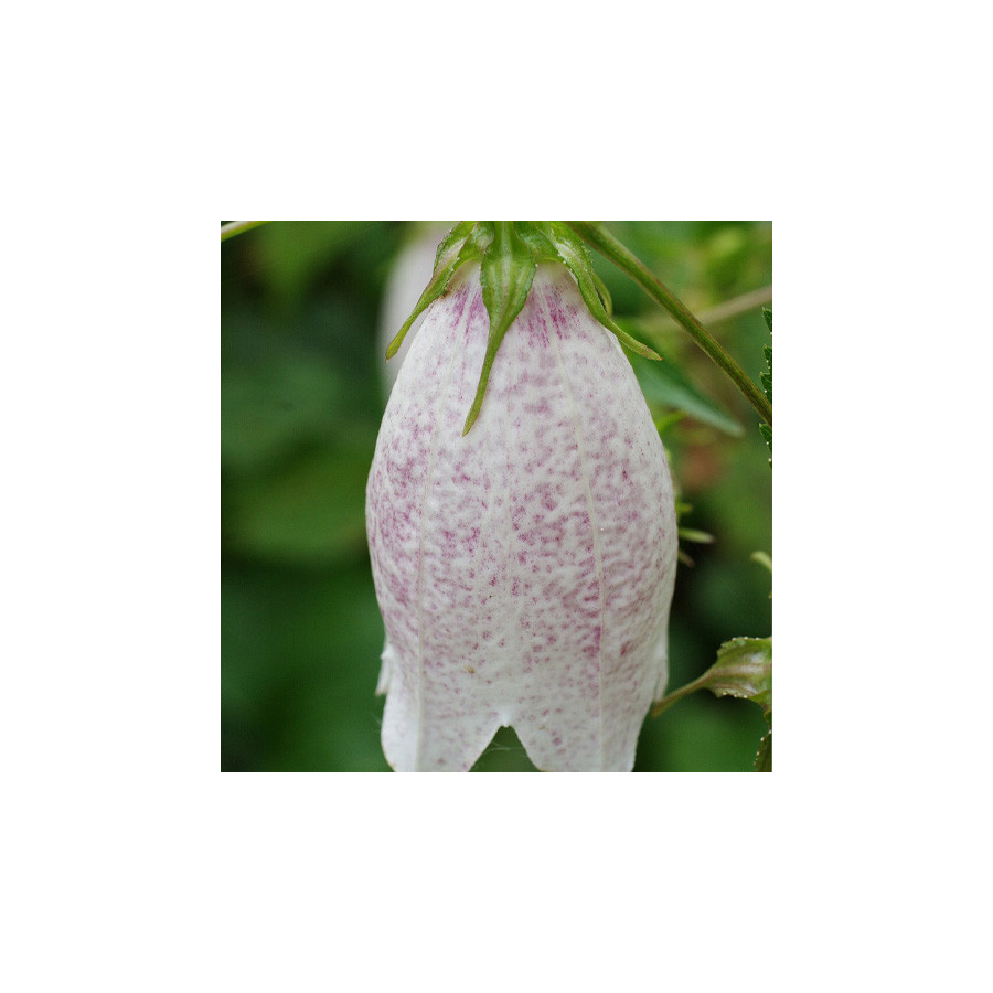 Plantes Vivaces CAMPANULA takesimana - Campanule en vente - Pépinière Lepage .