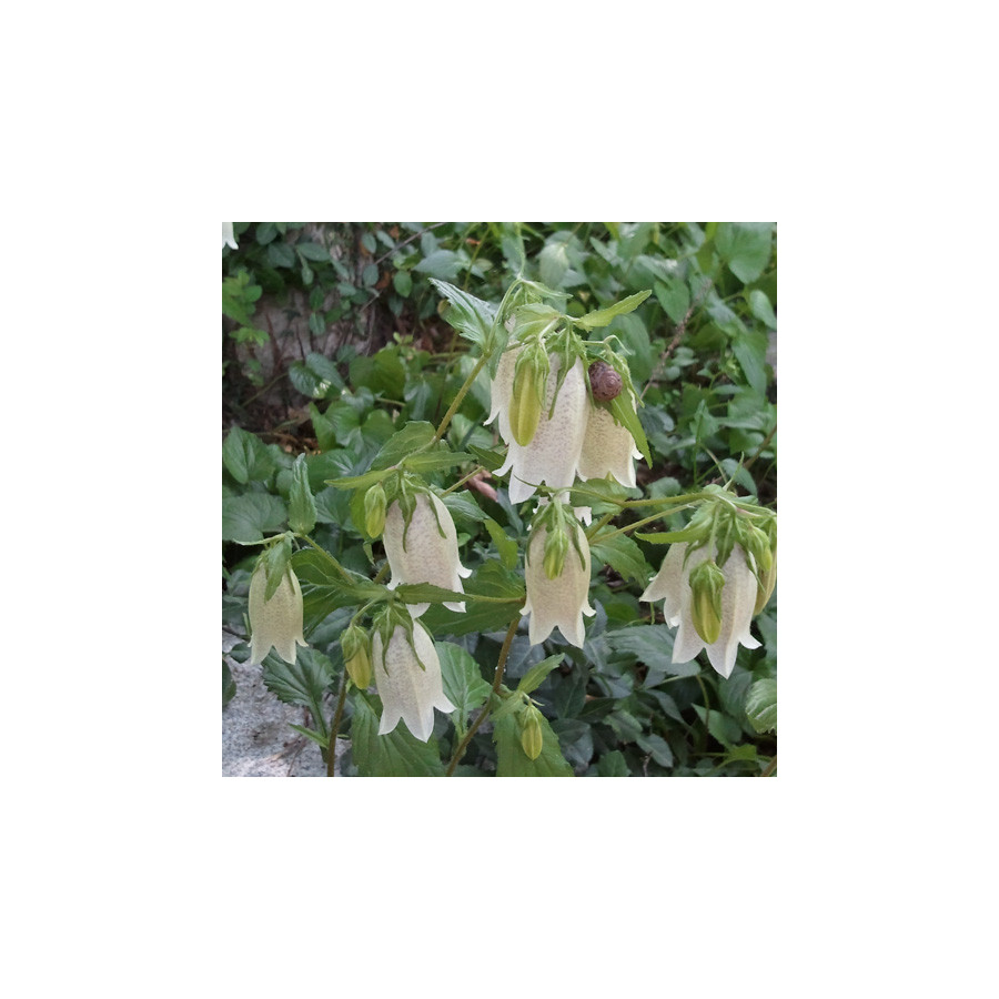 Plantes Vivaces CAMPANULA takesimana - Campanule en vente - Pépinière Lepage .