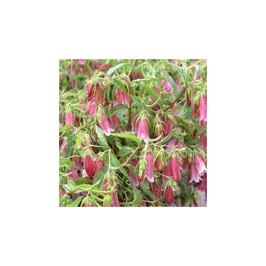 Plantes Vivaces CAMPANULA takesimana 'Elizabeth' - Campanule en vente - Pépinière Lepage .