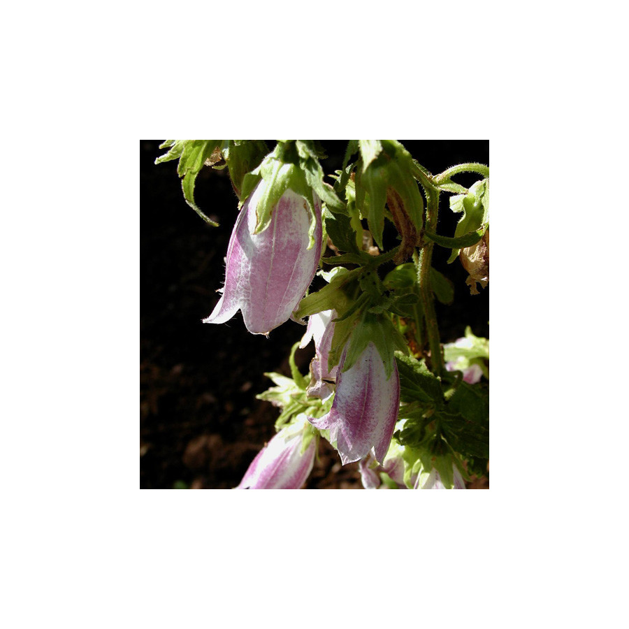 Plantes Vivaces CAMPANULA takesimana 'Elizabeth' - Campanule en vente - Pépinière Lepage .