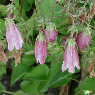 Plantes Vivaces CAMPANULA takesimana 'Elizabeth' - Campanule en vente - Pépinière Lepage .
