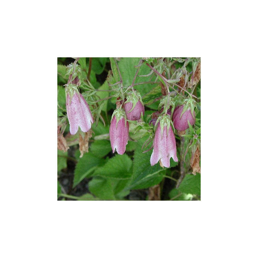 Plantes Vivaces CAMPANULA takesimana 'Elizabeth' - Campanule en vente - Pépinière Lepage .