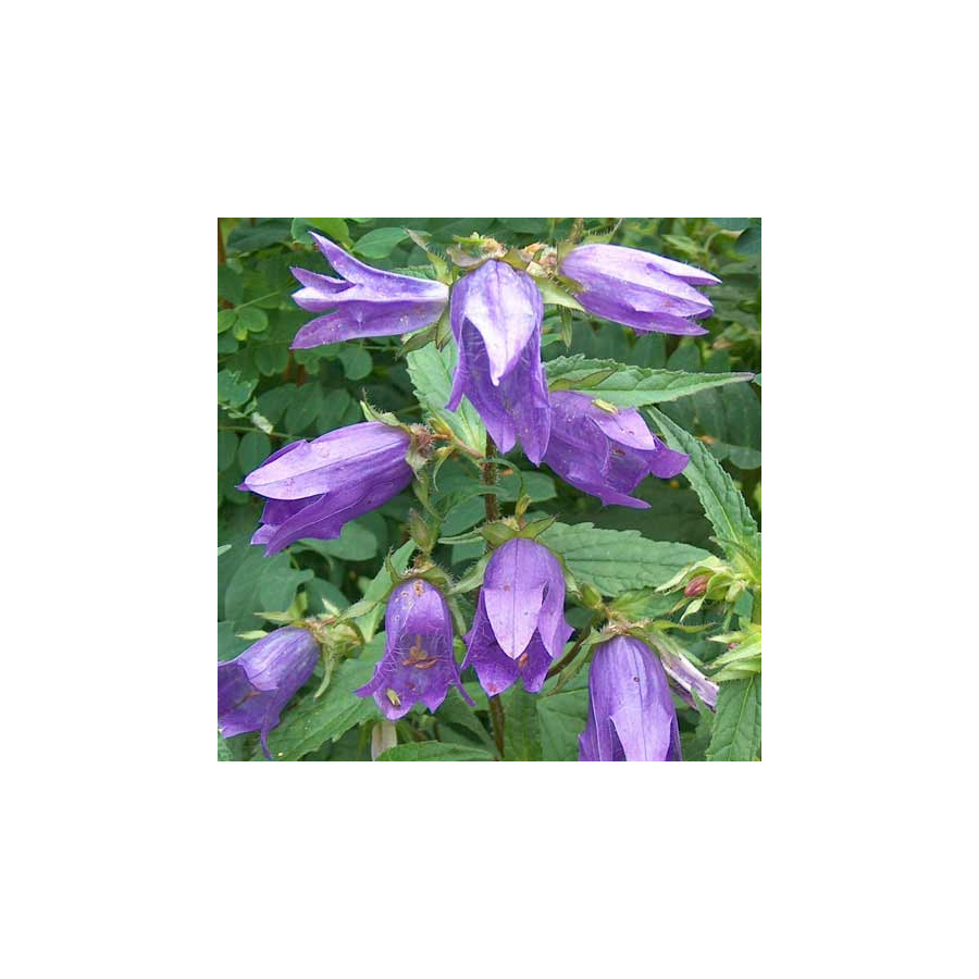Plantes Vivaces CAMPANULA trachelium - Campanule gantelée en vente - Pépinière Lepage .