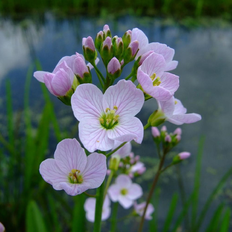 plantes-vivaces-cardamine-pratensis-cresson-des-pres-en-vente-pepiniere-lepage-