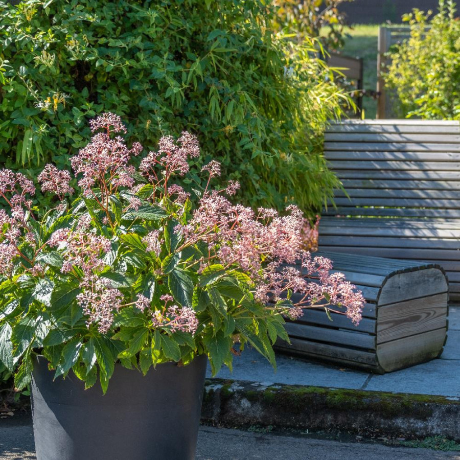 CARDIANDRA 'Bunches of the Sky'