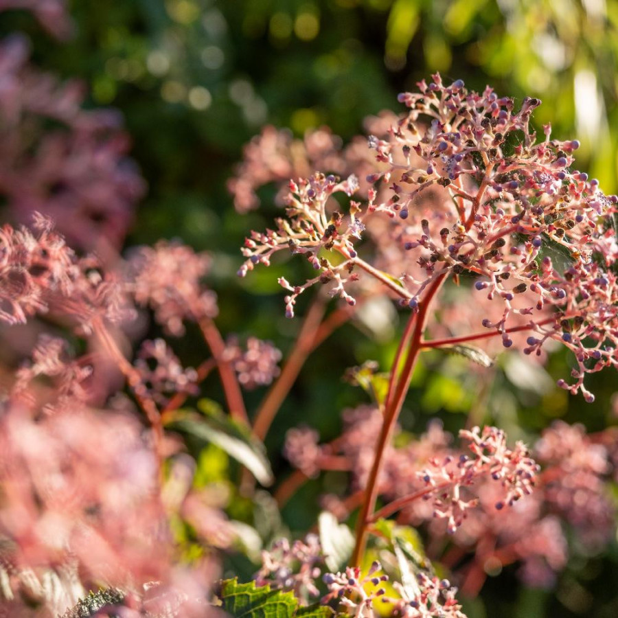 CARDIANDRA 'Bunches of the Sky'