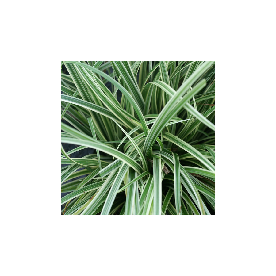 plantes-vivaces-carex-silver-sceptre-laiche-en-vente-pepiniere-lepage-