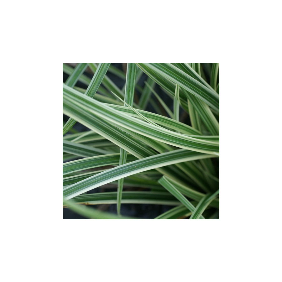 plantes-vivaces-carex-silver-sceptre-laiche-en-vente-pepiniere-lepage-