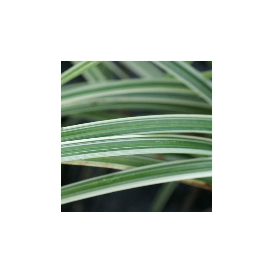 plantes-vivaces-carex-silver-sceptre-laiche-en-vente-pepiniere-lepage-