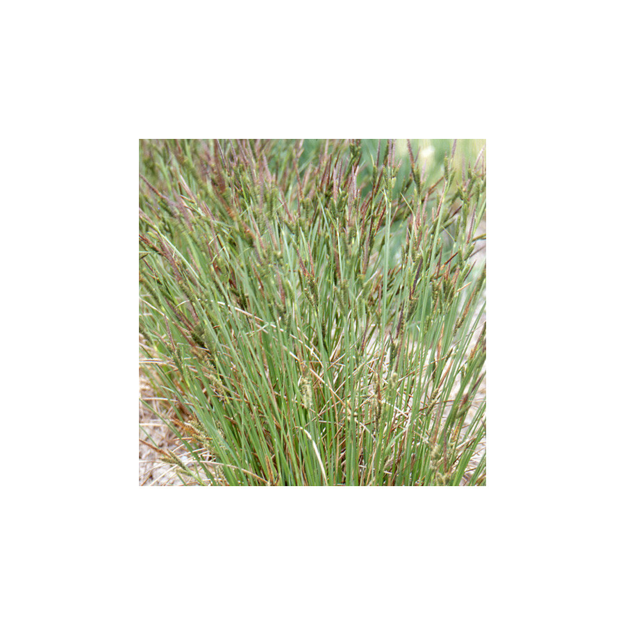 plantes-vivaces-carex-acutiformis-laiche-en-vente-pepiniere-lepage-
