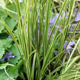 plantes-vivaces-carex-brunnea-variegata-laiche-en-vente-pepiniere-lepage-