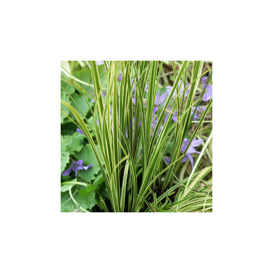 plantes-vivaces-carex-brunnea-variegata-laiche-en-vente-pepiniere-lepage-
