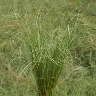 plantes-vivaces-carex-comans-laiche-en-vente-pepiniere-lepage-