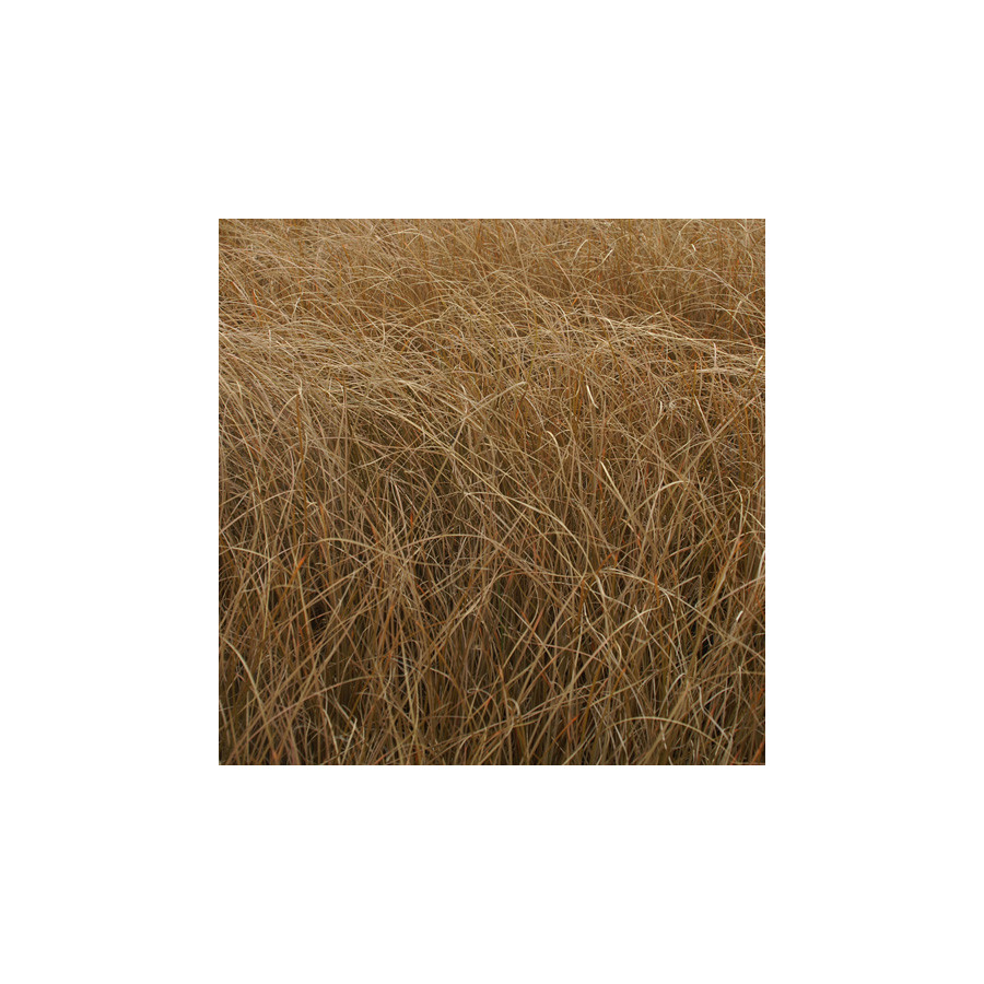 plantes-vivaces-carex-comans-bronze-form-laiche-en-vente-pepiniere-lepage-