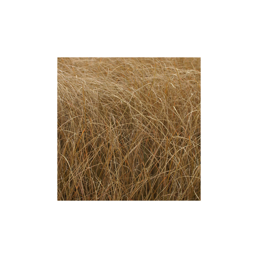 plantes-vivaces-carex-comans-bronze-form-laiche-en-vente-pepiniere-lepage-