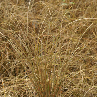 plantes-vivaces-carex-comans-bronze-form-laiche-en-vente-pepiniere-lepage-
