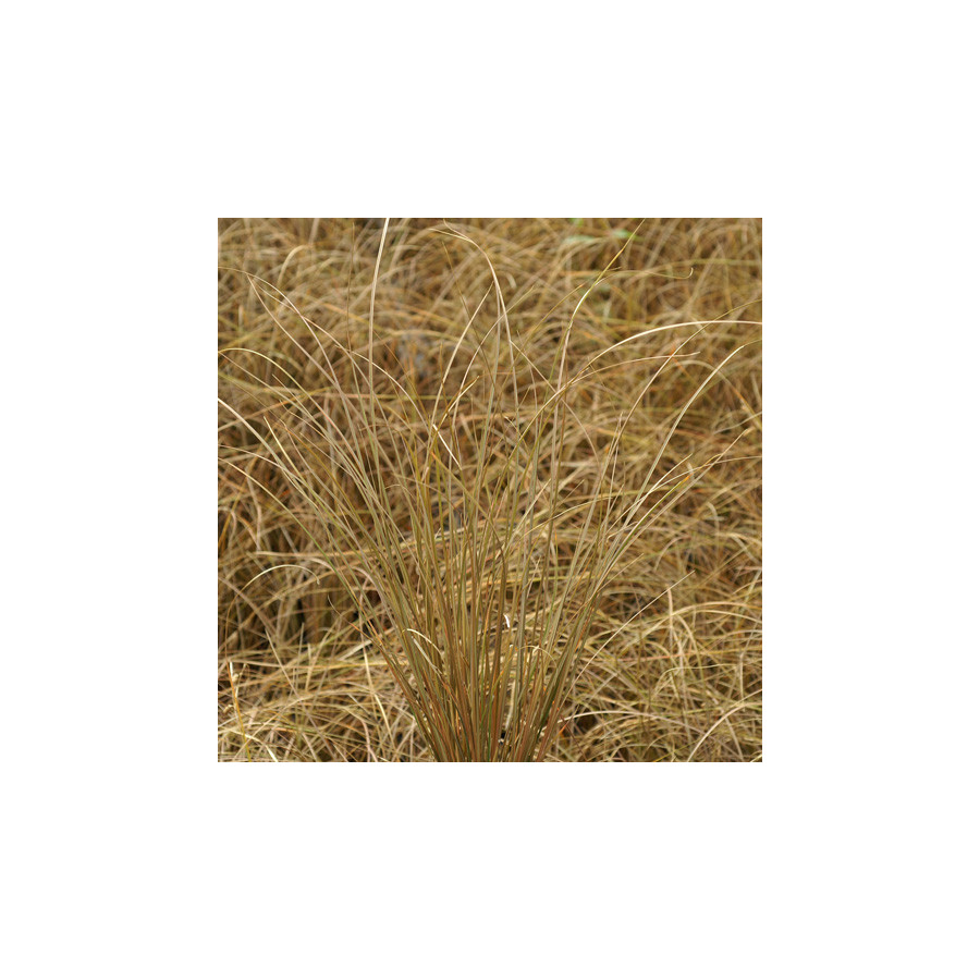 plantes-vivaces-carex-comans-bronze-form-laiche-en-vente-pepiniere-lepage-