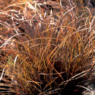 plantes-vivaces-carex-comans-kupferflamme-laiche-en-vente-pepiniere-lepage-