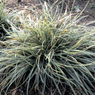plantes-vivaces-carex-conica-snowline-laiche-en-vente-pepiniere-lepage-