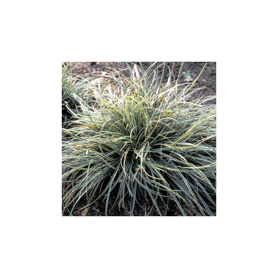 plantes-vivaces-carex-conica-snowline-laiche-en-vente-pepiniere-lepage-