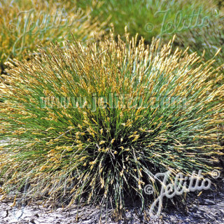 plantes-vivaces-carex-davalliana-laiche-de-davall-en-vente-pepiniere-lepage-