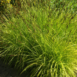 plantes-vivaces-carex-elata-aurea-laiche-elevee-en-vente-pepiniere-lepage-