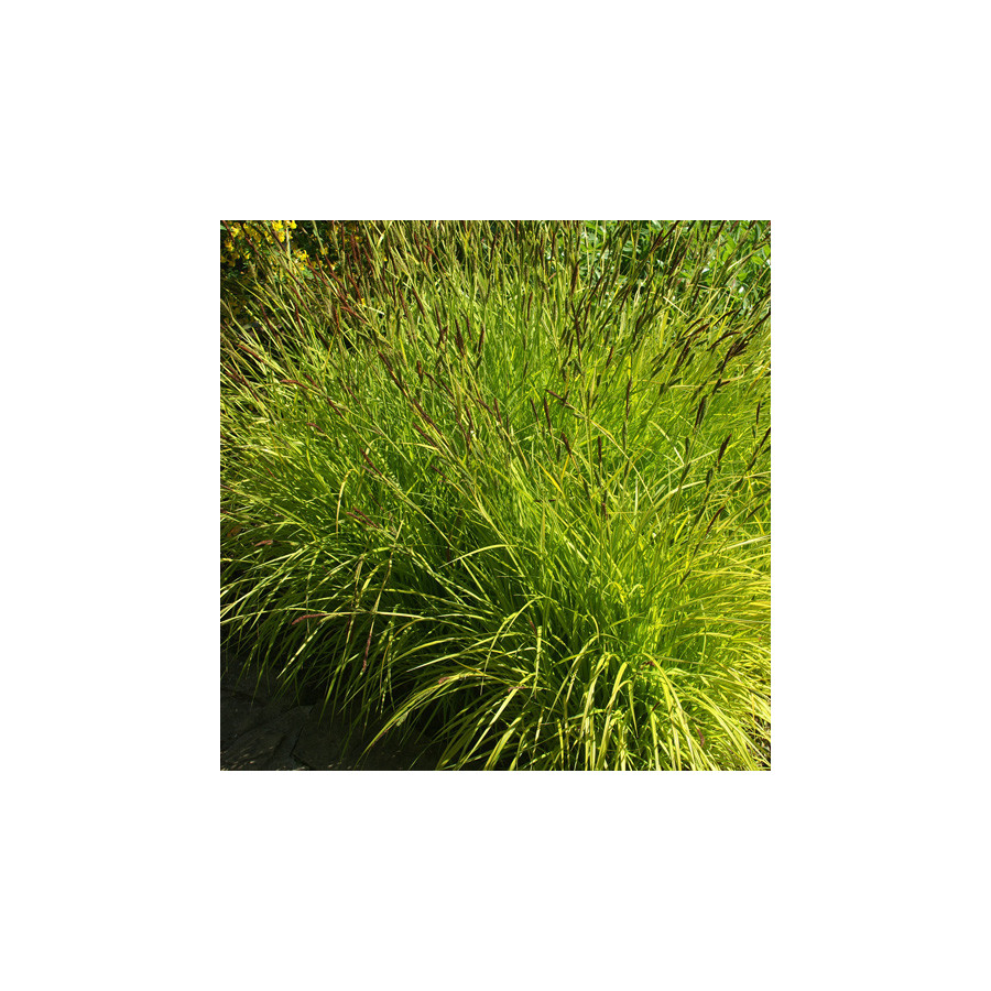 Plantes Vivaces CAREX elata 'Aurea' - Laîche élevée en vente - Pépinière Lepage .