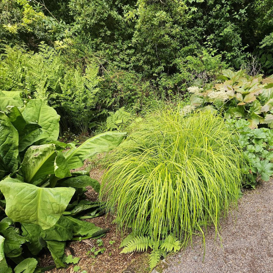 Plantes Vivaces CAREX elata 'Aurea' - Laîche élevée en vente - Pépinière Lepage .