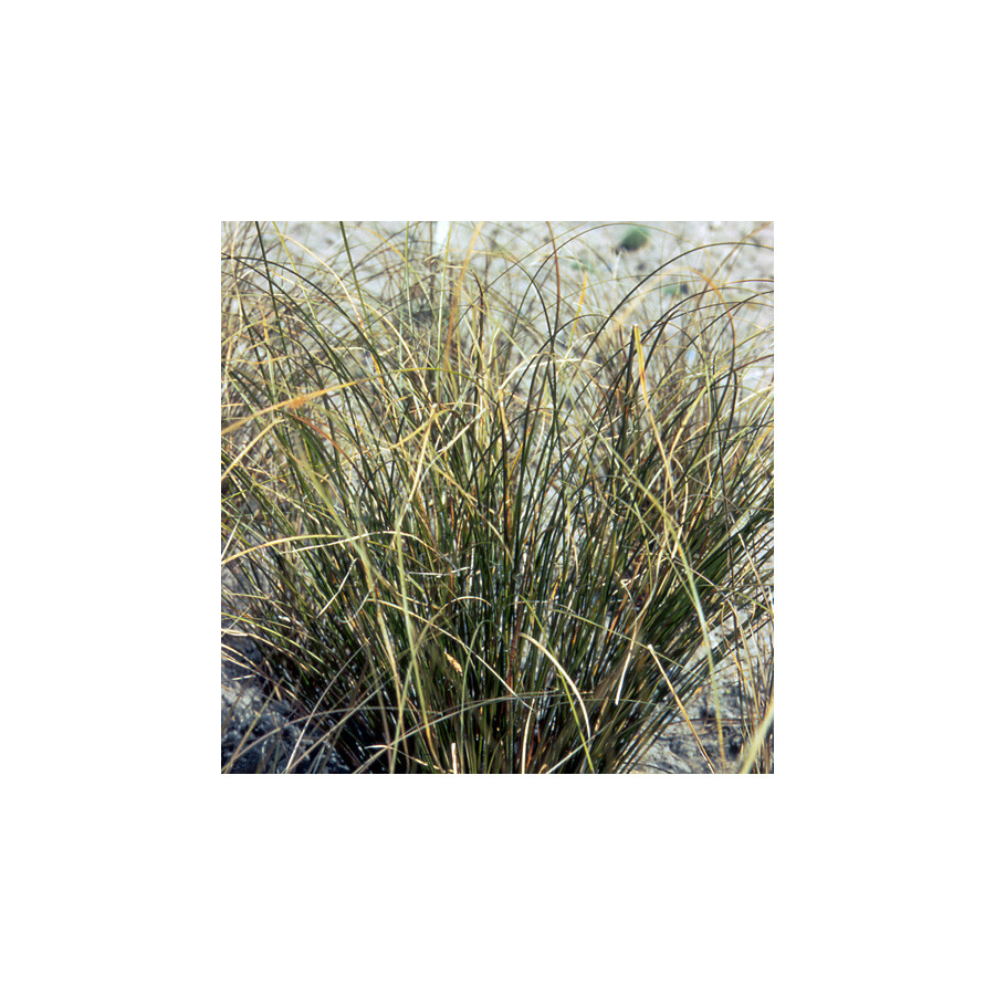 plantes-vivaces-carex-flagellifera-vert-olive-laiche-a-flagelles-en-vente-pepiniere-lepage-