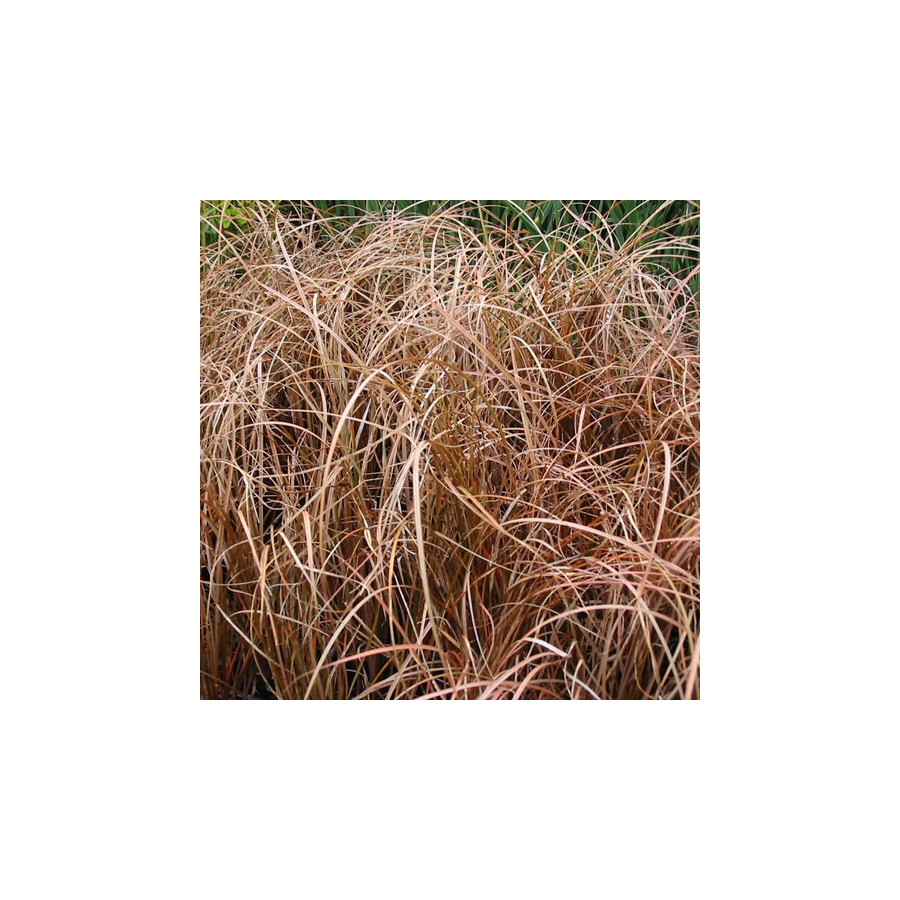 plantes-vivaces-carex-flagellifera-vert-olive-laiche-a-flagelles-en-vente-pepiniere-lepage-