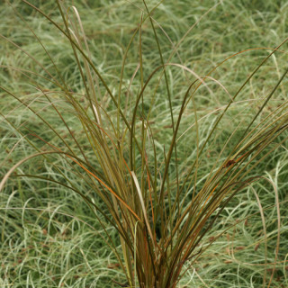 plantes-vivaces-carex-flagellifera-vert-olive-laiche-a-flagelles-en-vente-pepiniere-lepage-