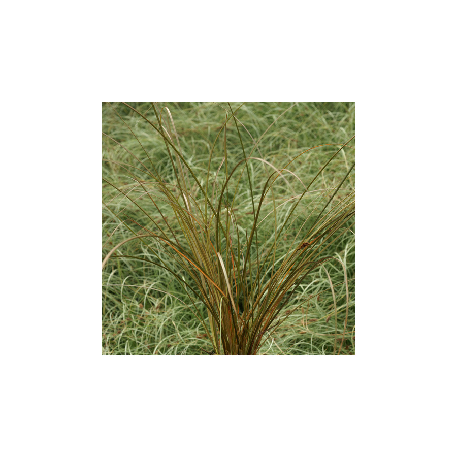 plantes-vivaces-carex-flagellifera-vert-olive-laiche-a-flagelles-en-vente-pepiniere-lepage-