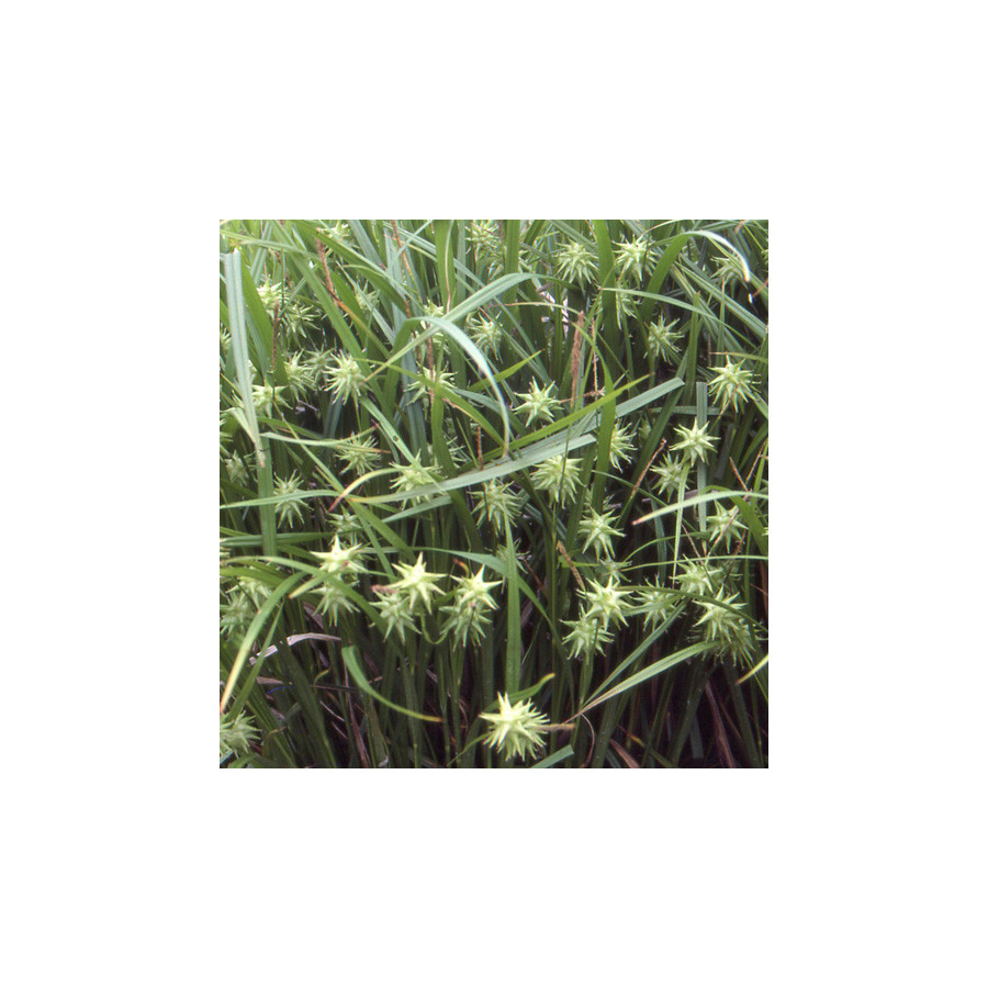 plantes-vivaces-carex-grayi-laiche-de-gray-en-vente-laiche-de-gray-en-vente-pepiniere-lepage-