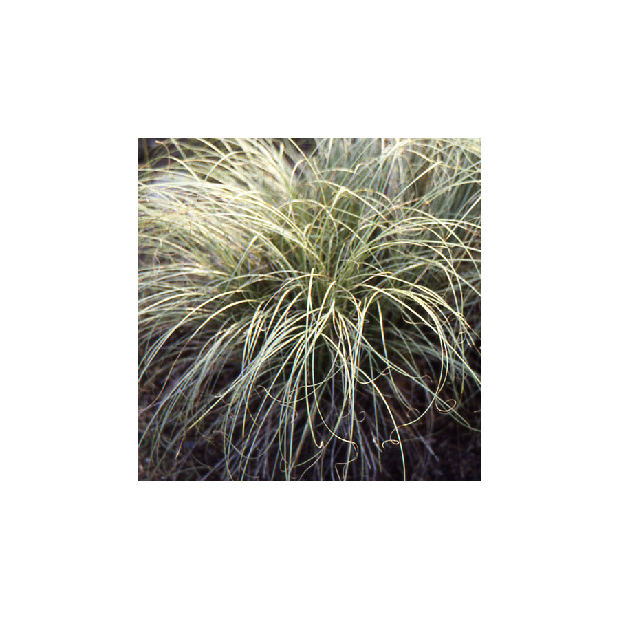 plantes-vivaces-carex-montana-laiche-des-montagnes-en-vente-pepiniere-lepage-