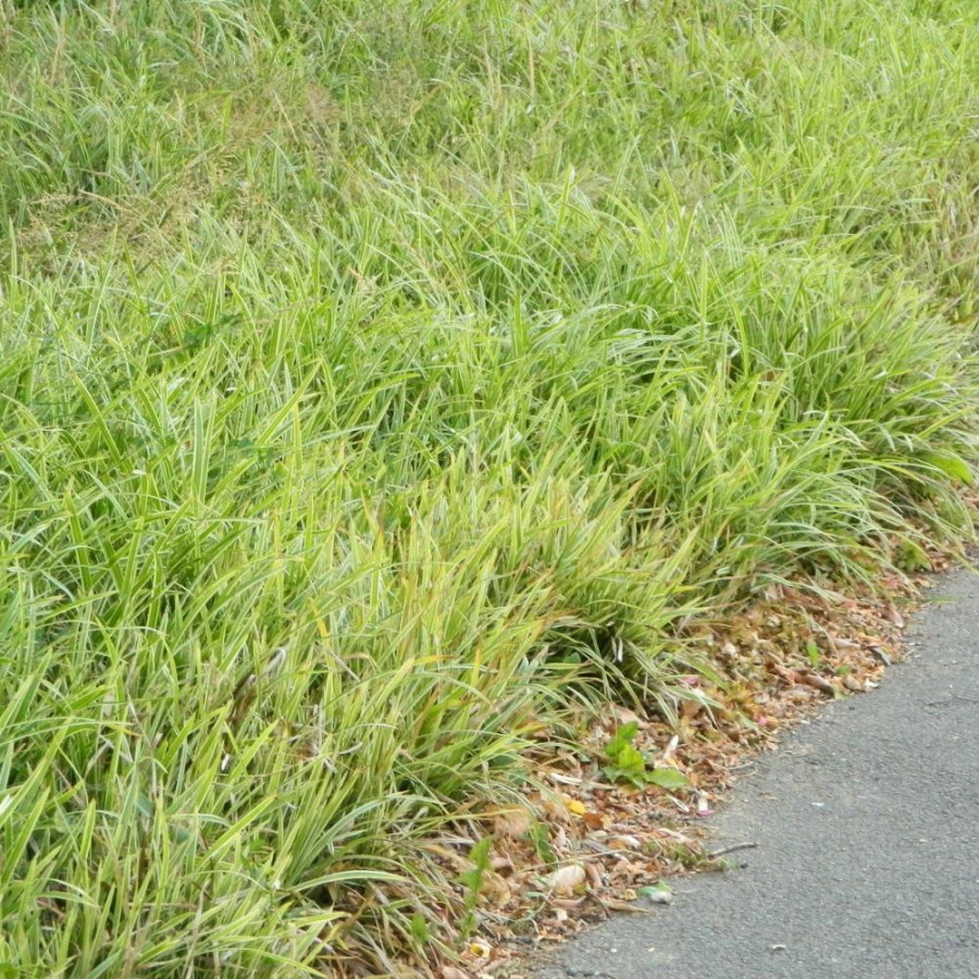Plantes Vivaces CAREX morrowii 'Ice Dance' - Laîche en vente - Pépinière Lepage .