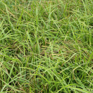 Plantes Vivaces CAREX morrowii 'Ice Dance' - Laîche en vente - Pépinière Lepage .