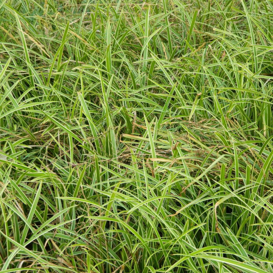 Plantes Vivaces CAREX morrowii 'Ice Dance' - Laîche en vente - Pépinière Lepage .