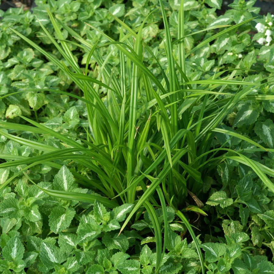 plantes-vivaces-carex-morrowii-irish-green-laiche-en-vente-pepiniere-lepage-