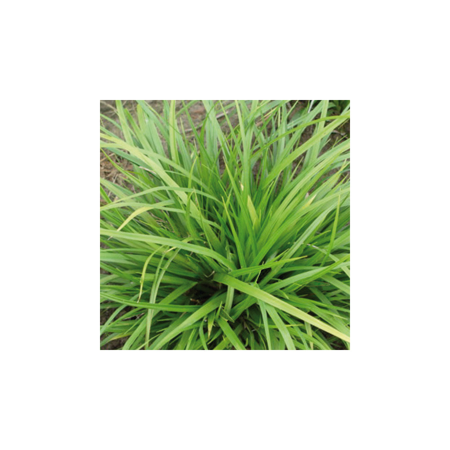 plantes-vivaces-carex-morrowii-mosten-laiche-en-vente-pepiniere-lepage-