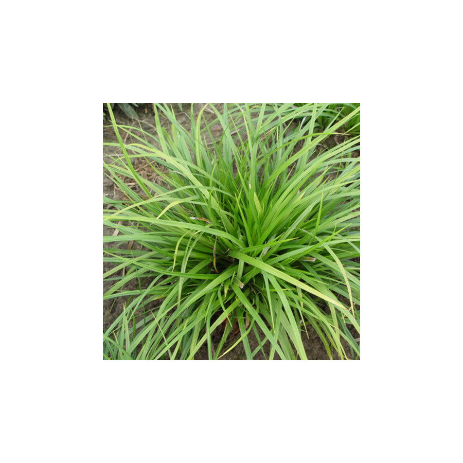 plantes-vivaces-carex-morrowii-mosten-laiche-en-vente-pepiniere-lepage-