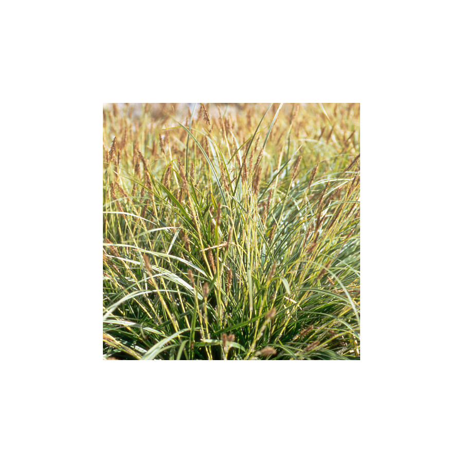 plantes-vivaces-carex-morrowii-variegata-laiche-en-vente-pepiniere-lepage-