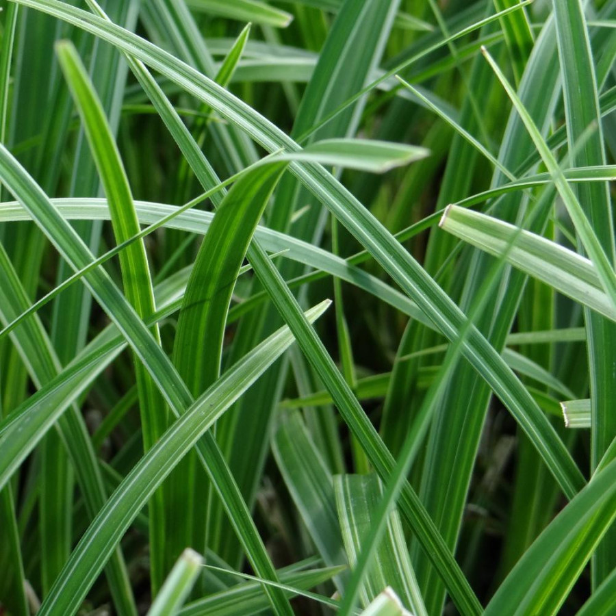 plantes-vivaces-carex-morrowii-variegata-laiche-en-vente-pepiniere-lepage-