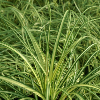 plantes-vivaces-carex-oshimensis-evergold-laiche-en-vente-pepiniere-lepage-