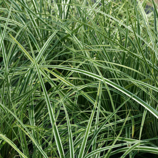 plantes-vivaces-carex-oshimensis-fiwhite-R-everest-laiche-en-vente-pepiniere-lepage-