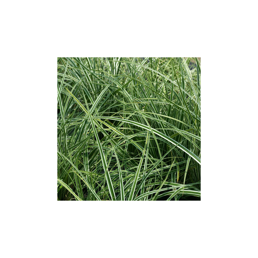plantes-vivaces-carex-oshimensis-fiwhite-R-everest-laiche-en-vente-pepiniere-lepage-
