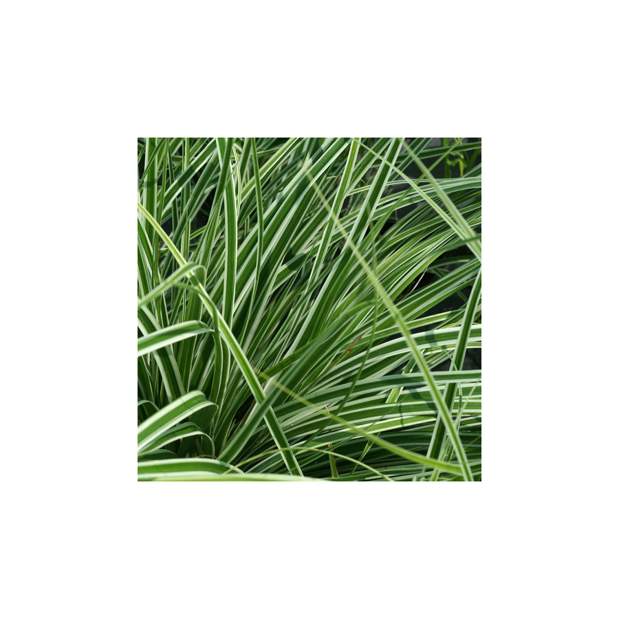 plantes-vivaces-carex-oshimensis-fiwhite-R-everest-laiche-en-vente-pepiniere-lepage-