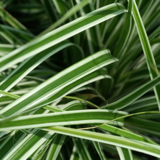 plantes-vivaces-carex-oshimensis-fiwhite-R-everest-laiche-en-vente-pepiniere-lepage-