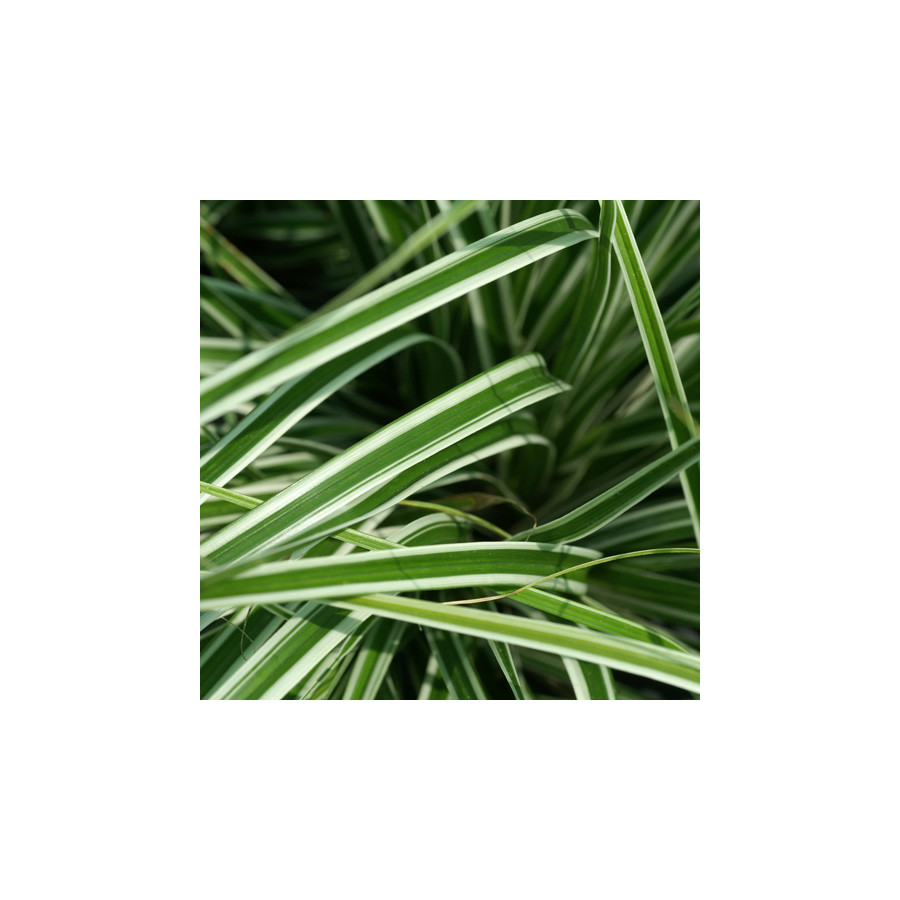 plantes-vivaces-carex-oshimensis-fiwhite-R-everest-laiche-en-vente-pepiniere-lepage-